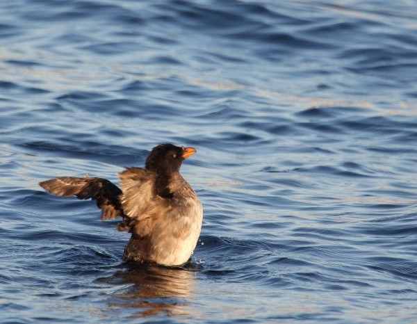 Rhinoceros Auklet